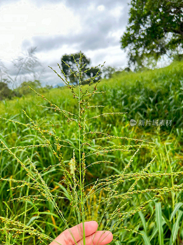 蒙巴拉达草(Panicum maximum, Jacq。简历。在密集的牛肉草系统上的(宫桂)花序。花序的细节